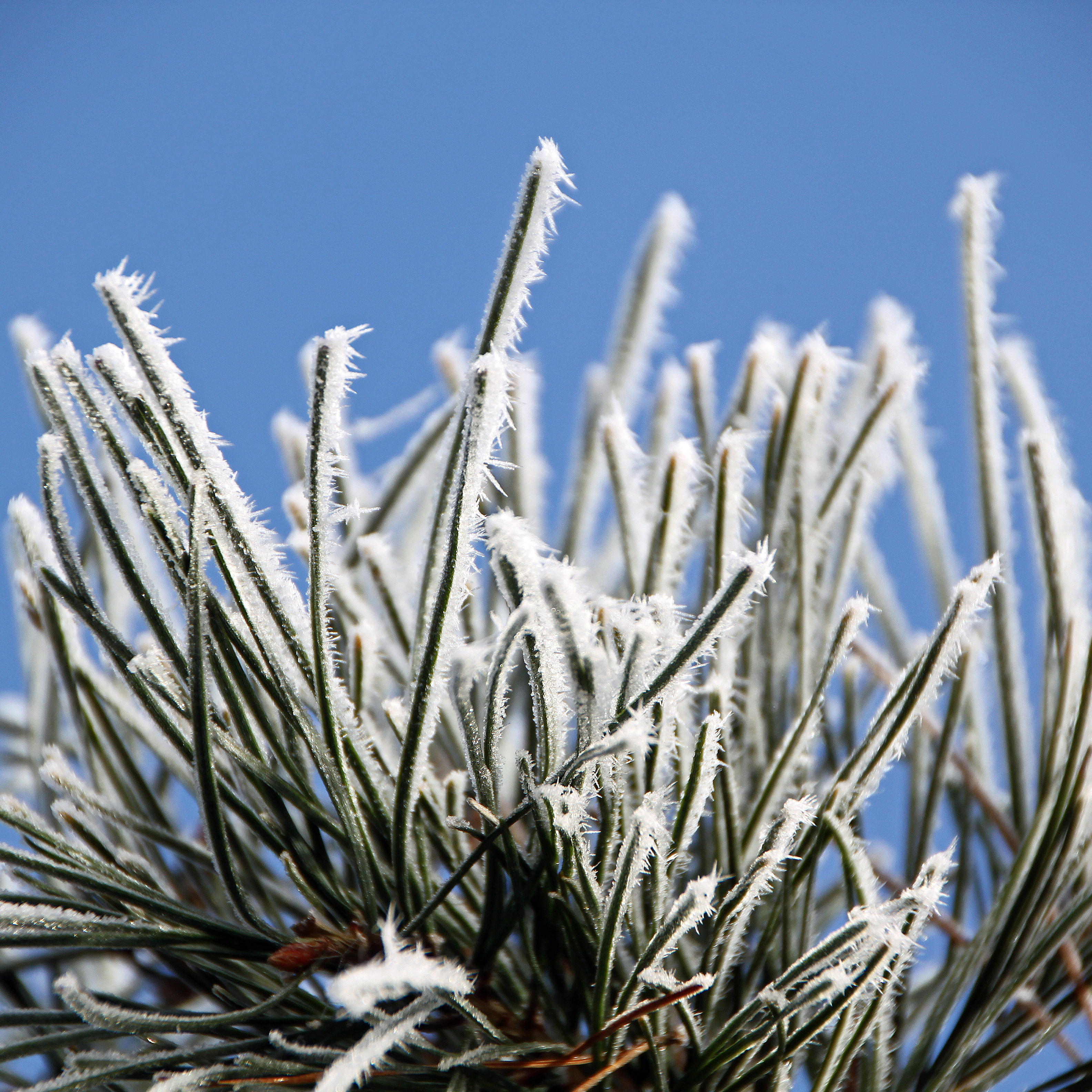 Pinus sylvestris 'Norske Typ' Unikat